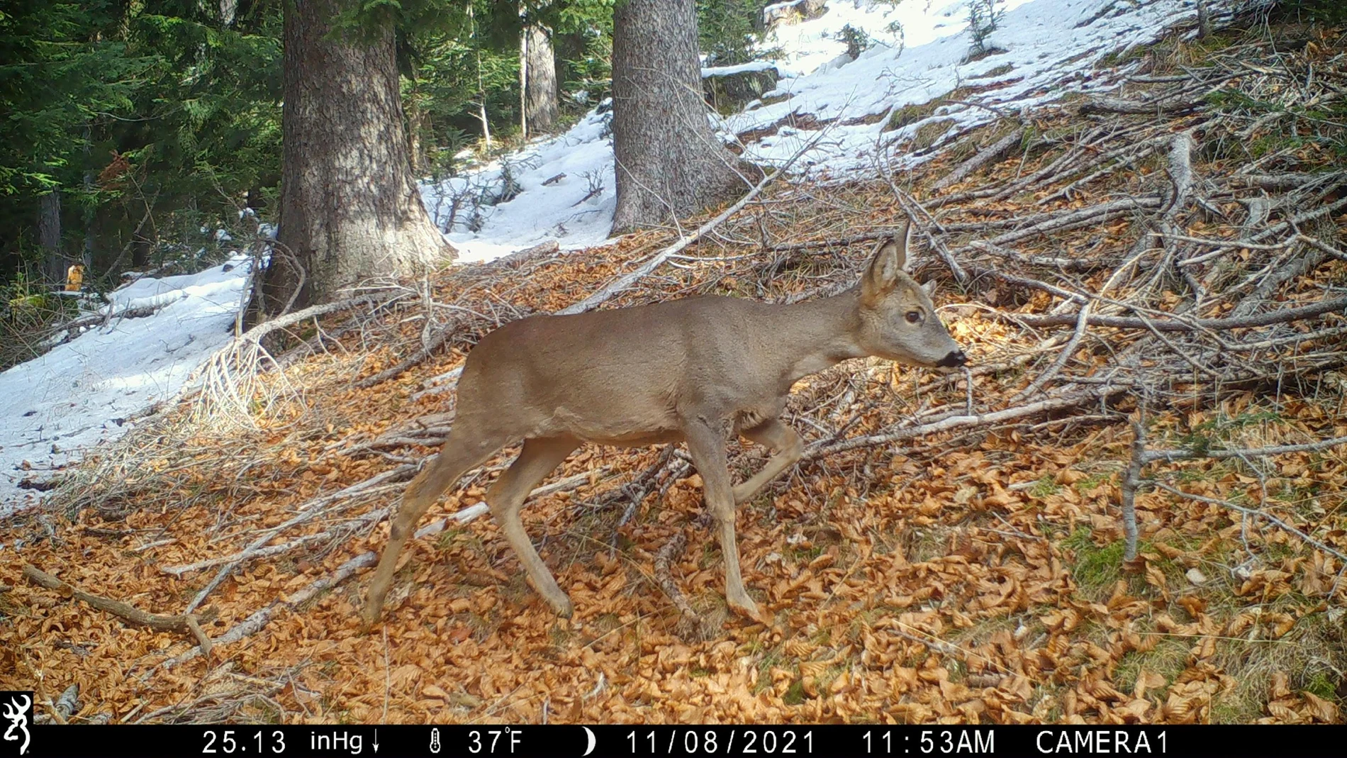 Red deer moving through a forest, photographed by a camera trap