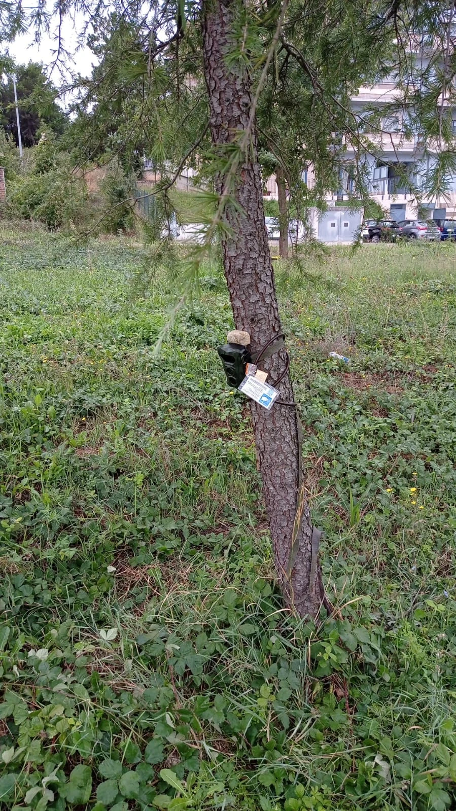Camera trap on a tree near residential buildings