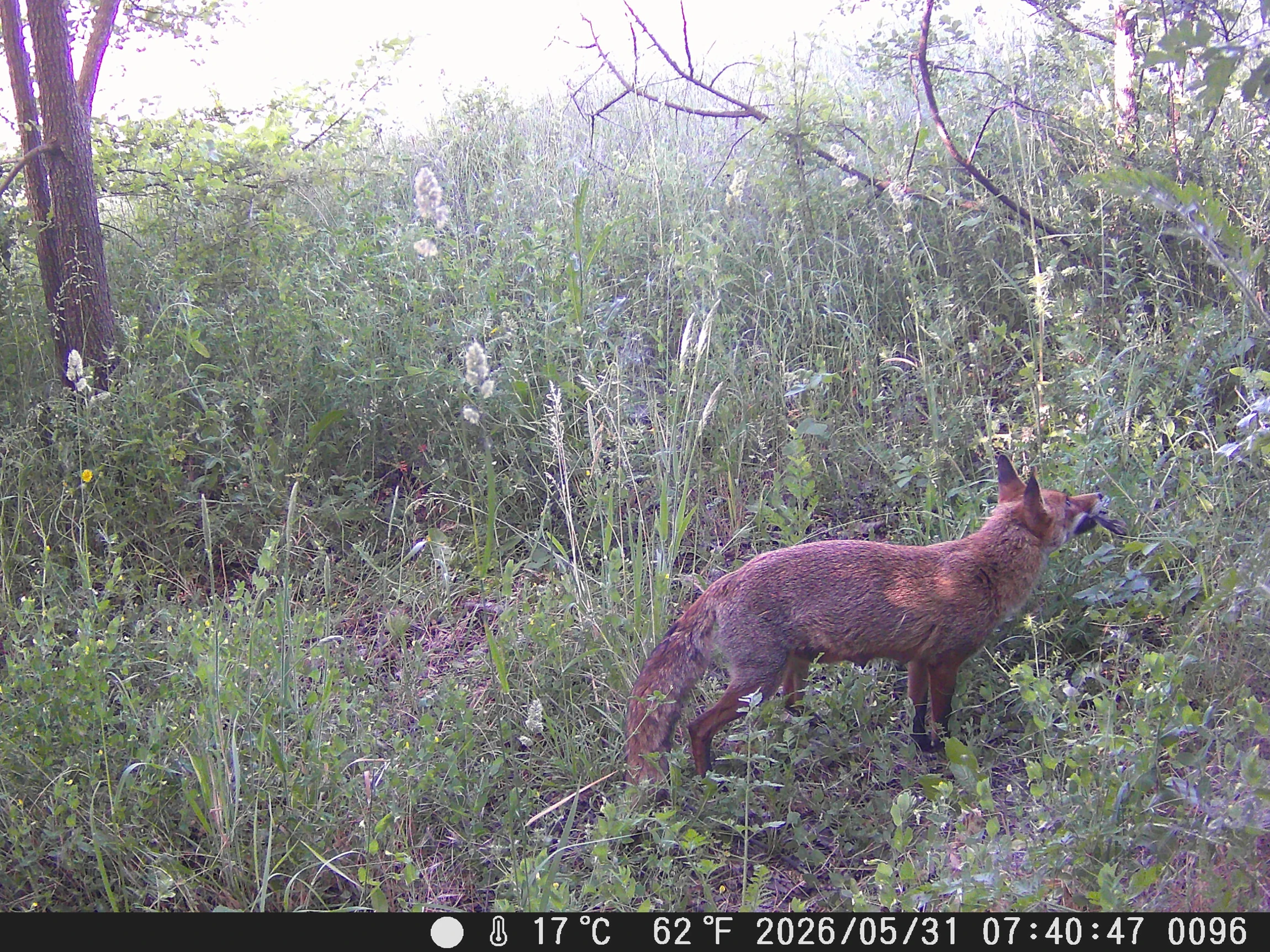 Red fox photographed by a camera trap in vegetation