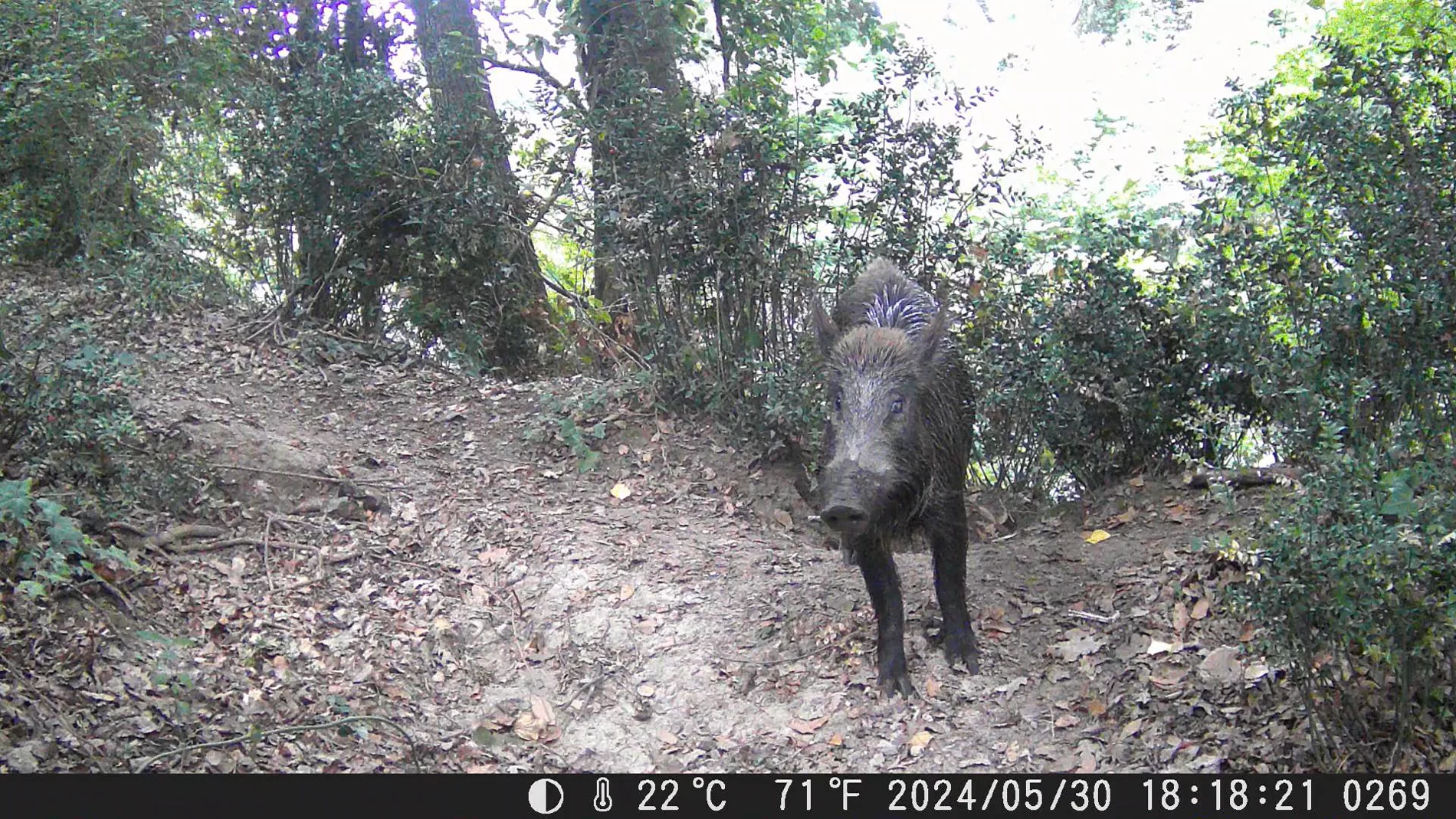 Wild boar recorded on a woodland trail by a research camera trap